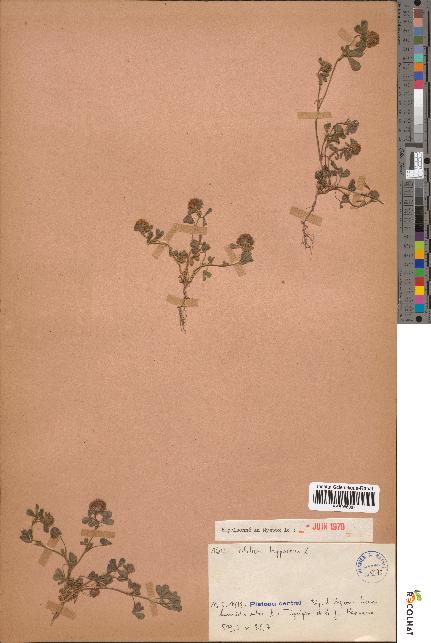 spécimen de Trifolium lappaceum