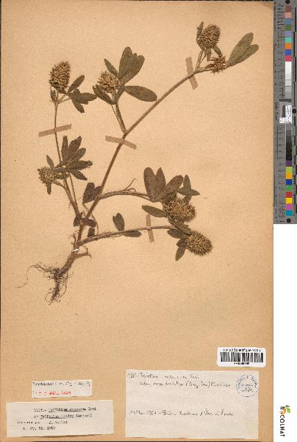 spécimen de Trifolium obscurum