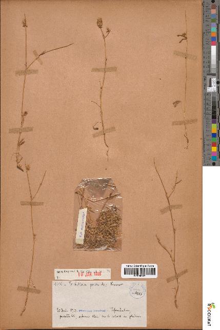 spécimen de Trifolium phleoides