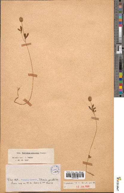 spécimen de Trifolium phleoides
