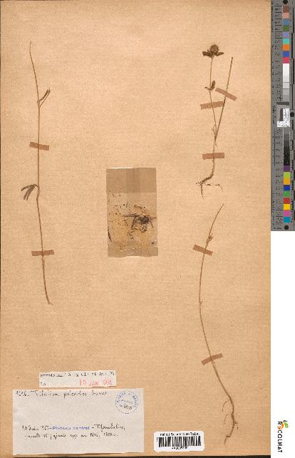 spécimen de Trifolium phleoides