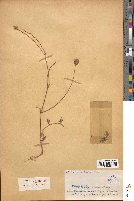 spécimen de Trifolium phleoides