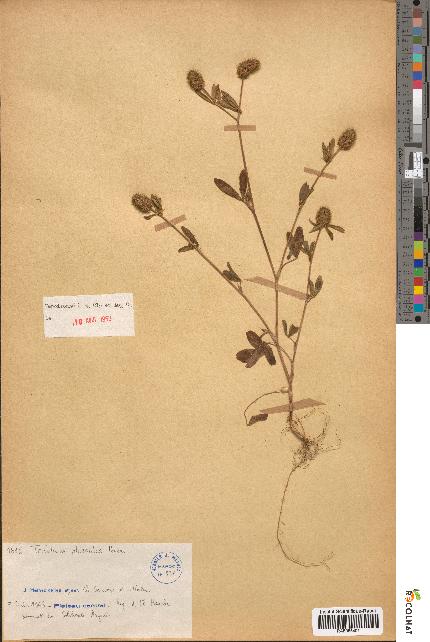 spécimen de Trifolium phleoides