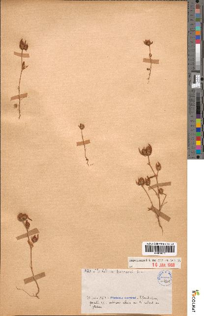 spécimen de Trifolium bocconei