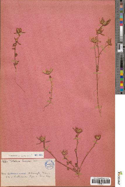 spécimen de Trifolium bocconei