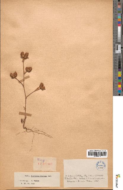 spécimen de Trifolium bocconei