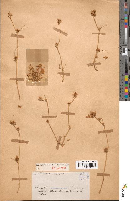 spécimen de Trifolium striatum