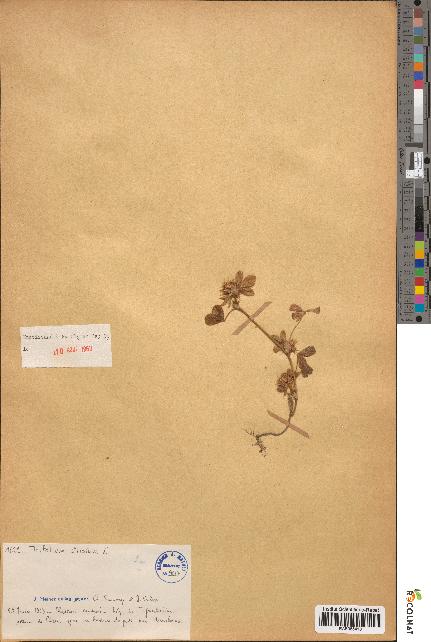 spécimen de Trifolium striatum