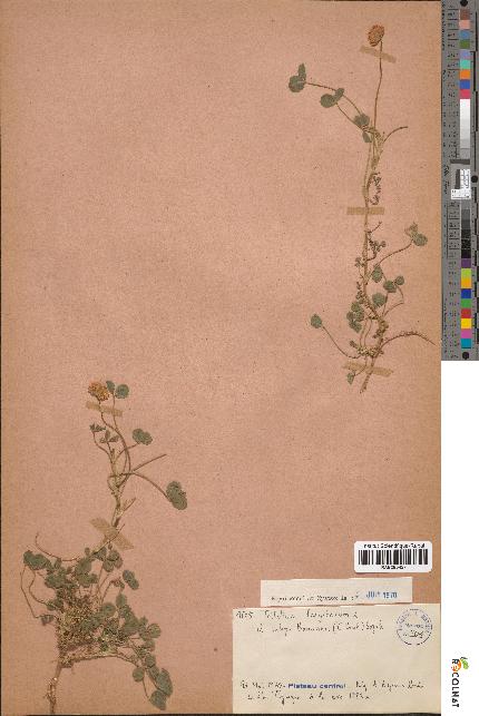 spécimen de Trifolium fragiferum