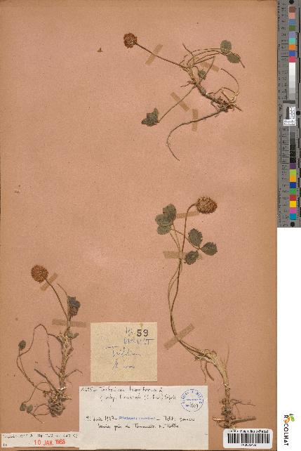 spécimen de Trifolium fragiferum