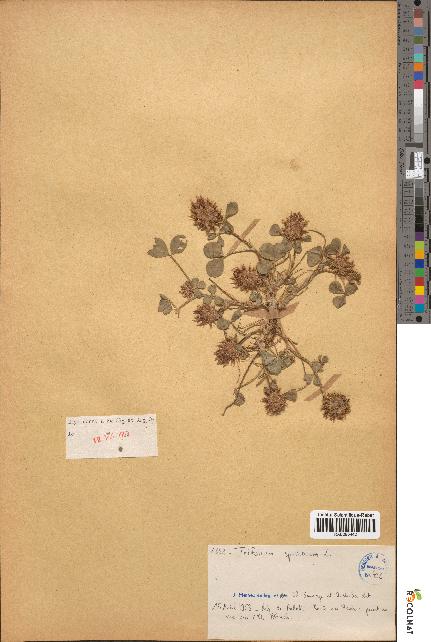 spécimen de Trifolium spumosum
