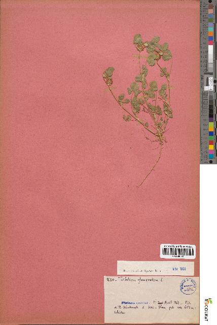 spécimen de Trifolium glomeratum