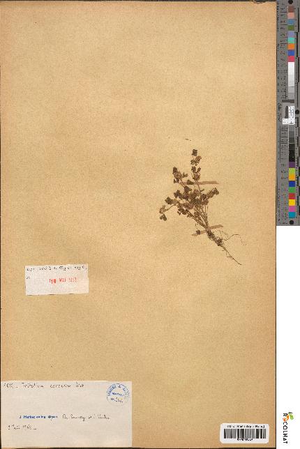 spécimen de Trifolium cernuum