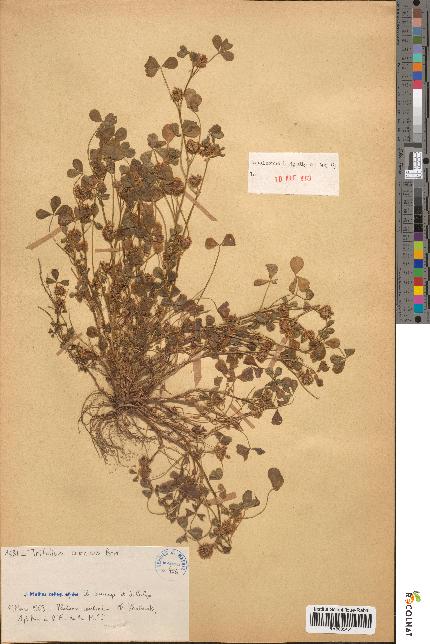 spécimen de Trifolium cernuum