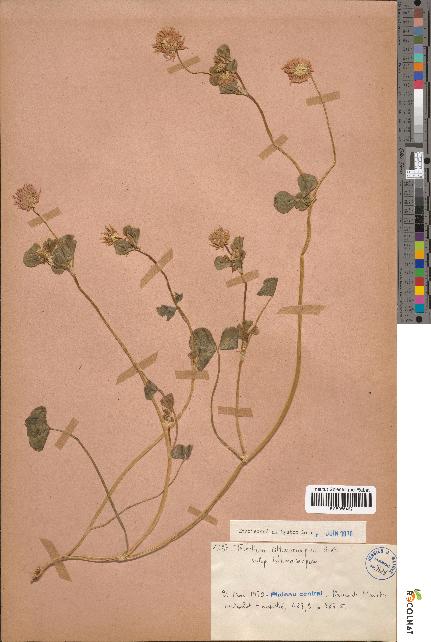 spécimen de Trifolium isthmocarpum