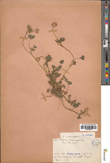 spécimen de Trifolium isthmocarpum