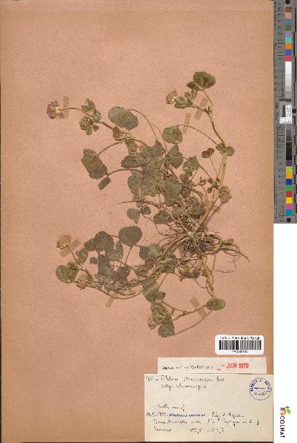 spécimen de Trifolium isthmocarpum