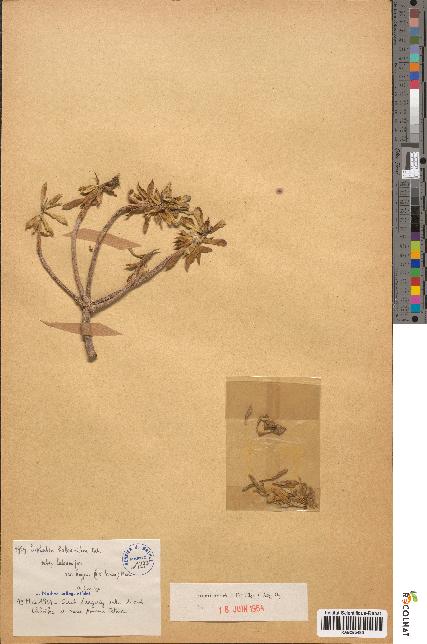 spécimen de Euphorbia balsamifera