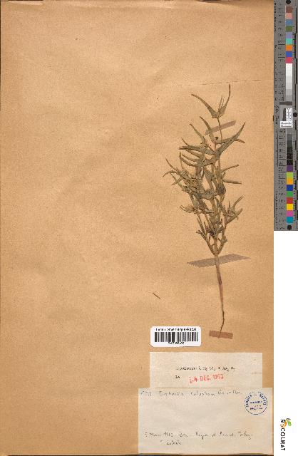 spécimen de Euphorbia calyptrata