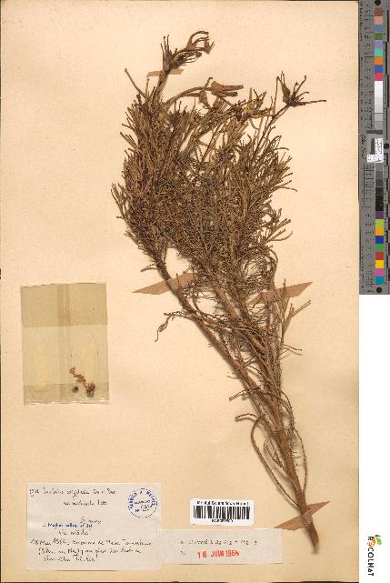 spécimen de Euphorbia calyptrata