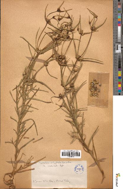 spécimen de Euphorbia calyptrata