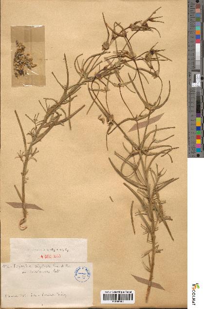spécimen de Euphorbia calyptrata