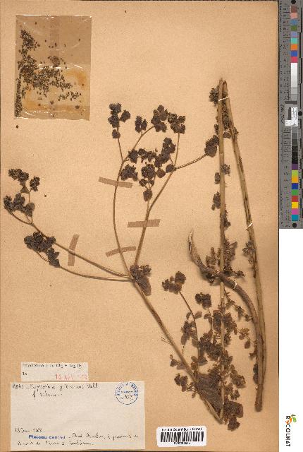spécimen de Euphorbia pubescens