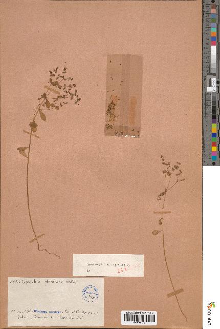 spécimen de Euphorbia pterococca