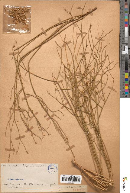 spécimen de Euphorbia guyoniana