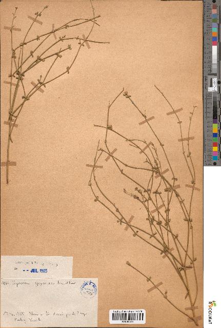 spécimen de Euphorbia guyoniana