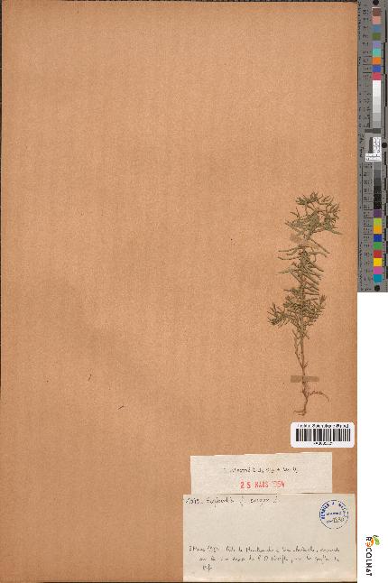 spécimen de Euphorbia cf. exigua