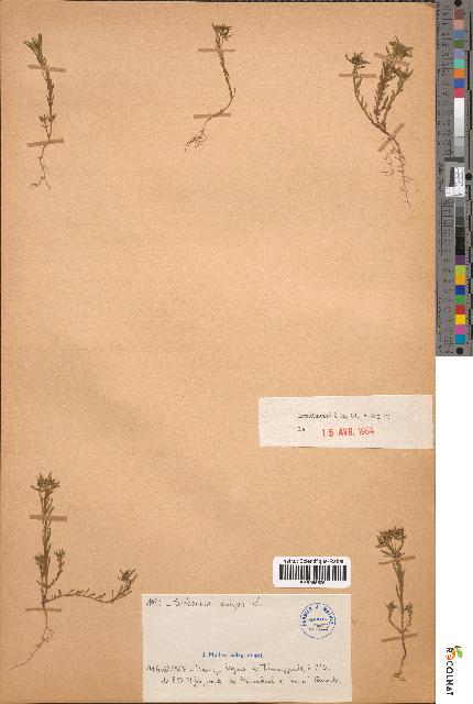 spécimen de Euphorbia cf. exigua