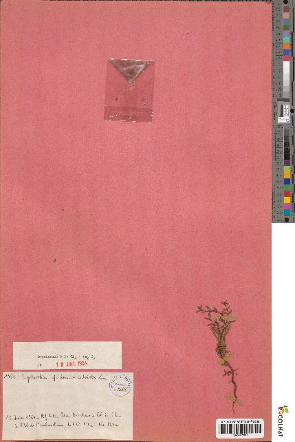 spécimen de Euphorbia cf. dracuncloides