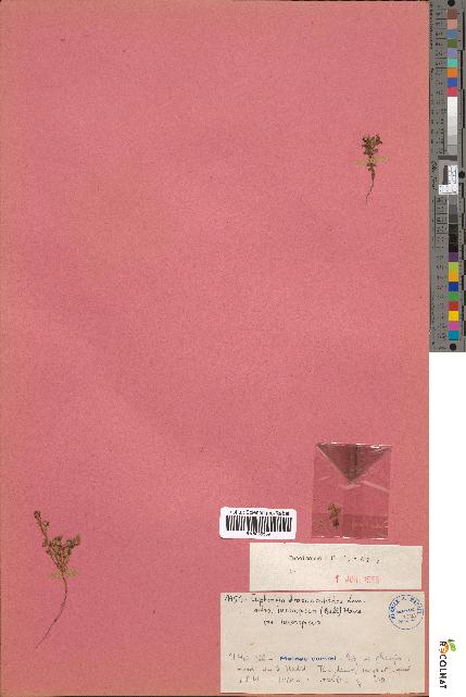 spécimen de Euphorbia dracunculoides