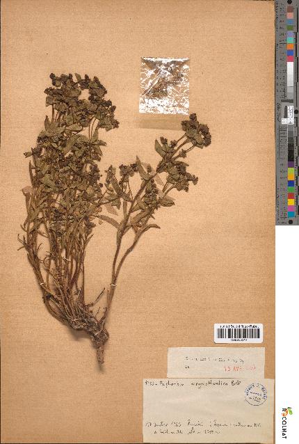 spécimen de Euphorbia megalatlantica