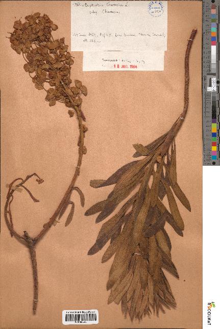 spécimen de Euphorbia characias