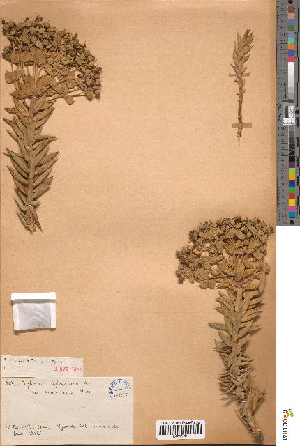 spécimen de Euphorbia biglandulosa