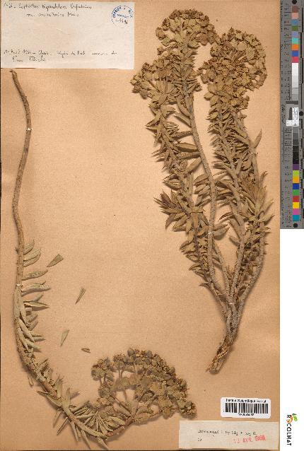 spécimen de Euphorbia biglandulosa