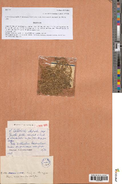 spécimen de Callitriche mathezii