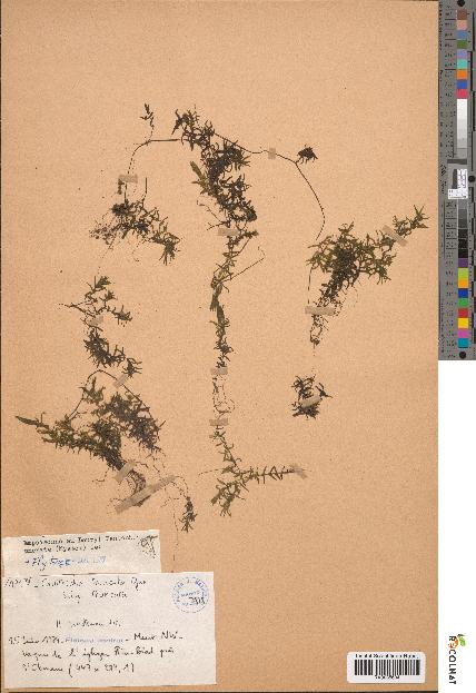 spécimen de Callitriche truncata