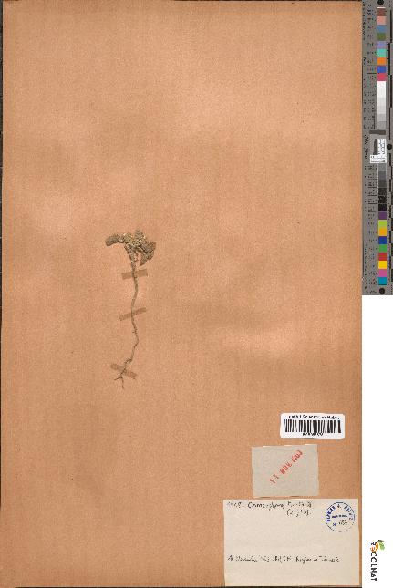 spécimen de Chrozophora tinctoria
