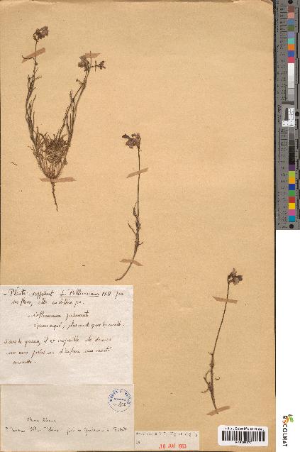 spécimen de Linaria pelliceriana