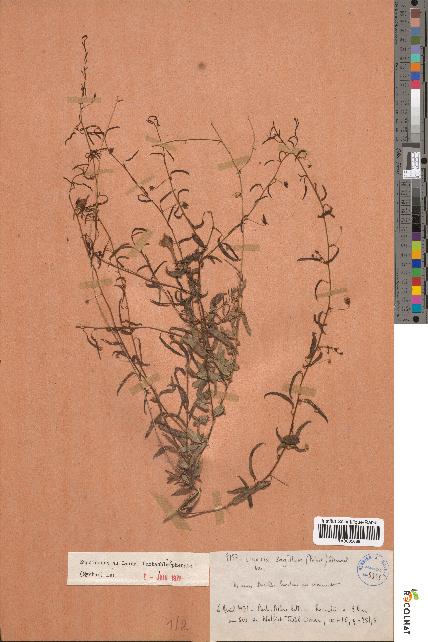 spécimen de Linaria sagittata