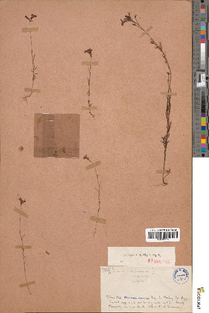 spécimen de Linaria maroccana