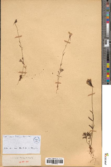 spécimen de Linaria gharbensis