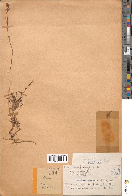 spécimen de Linaria cf. heterophylla