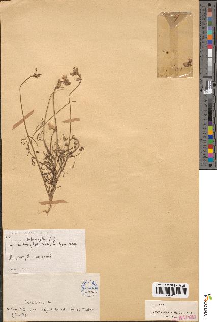 spécimen de Linaria heterophylla