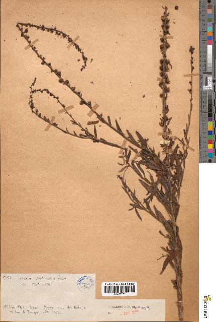 spécimen de Linaria ventricosa