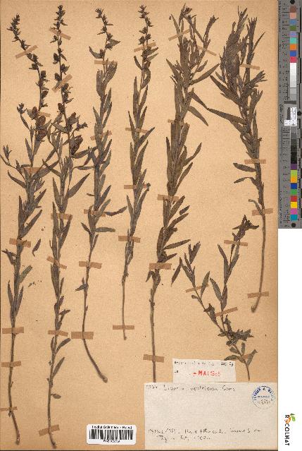 spécimen de Linaria ventricosa