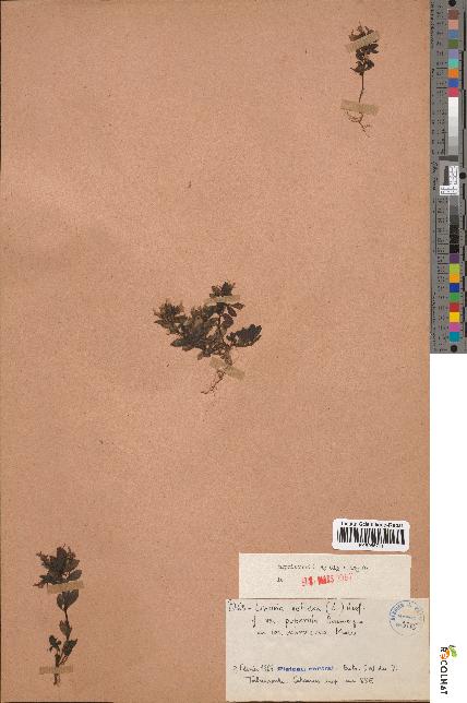 spécimen de Linaria reflexa